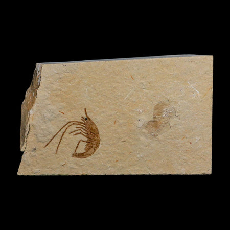 1" Fossil Shrimp Carpopenaeus Cretaceous Age 100 Mil Yrs Old Lebanon COA