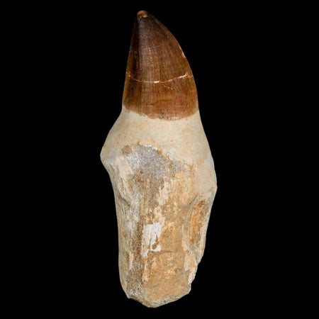 XL 4.4" Mosasaur Prognathodon Fossil Tooth Rooted Cretaceous Dinosaur Era COA