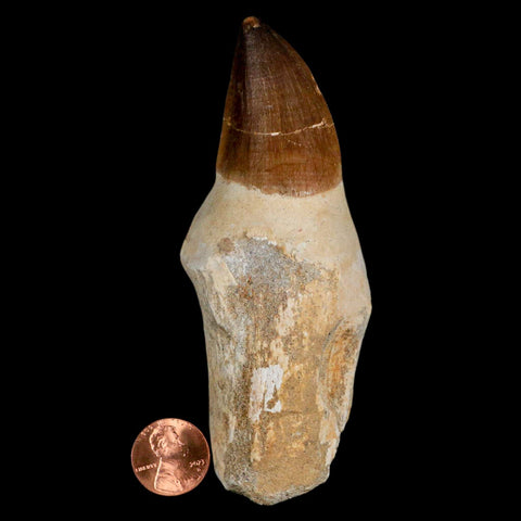 XL 4.4" Mosasaur Prognathodon Fossil Tooth Rooted Cretaceous Dinosaur Era COA - Fossil Age Minerals