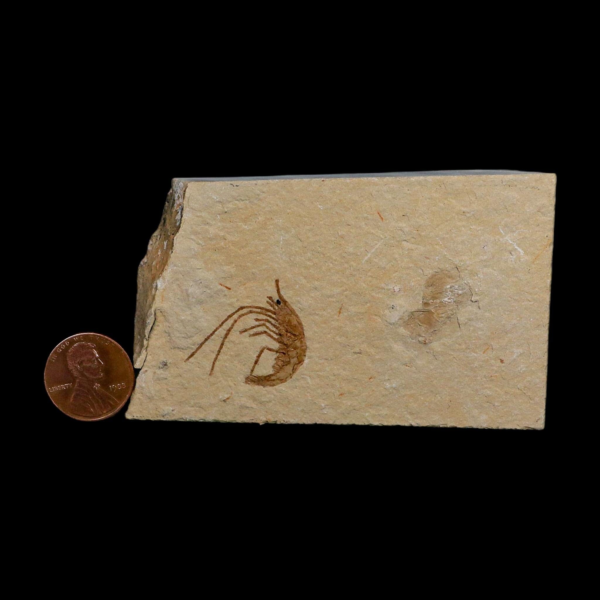 1" Fossil Shrimp Carpopenaeus Cretaceous Age 100 Mil Yrs Old Lebanon COA - Fossil Age Minerals