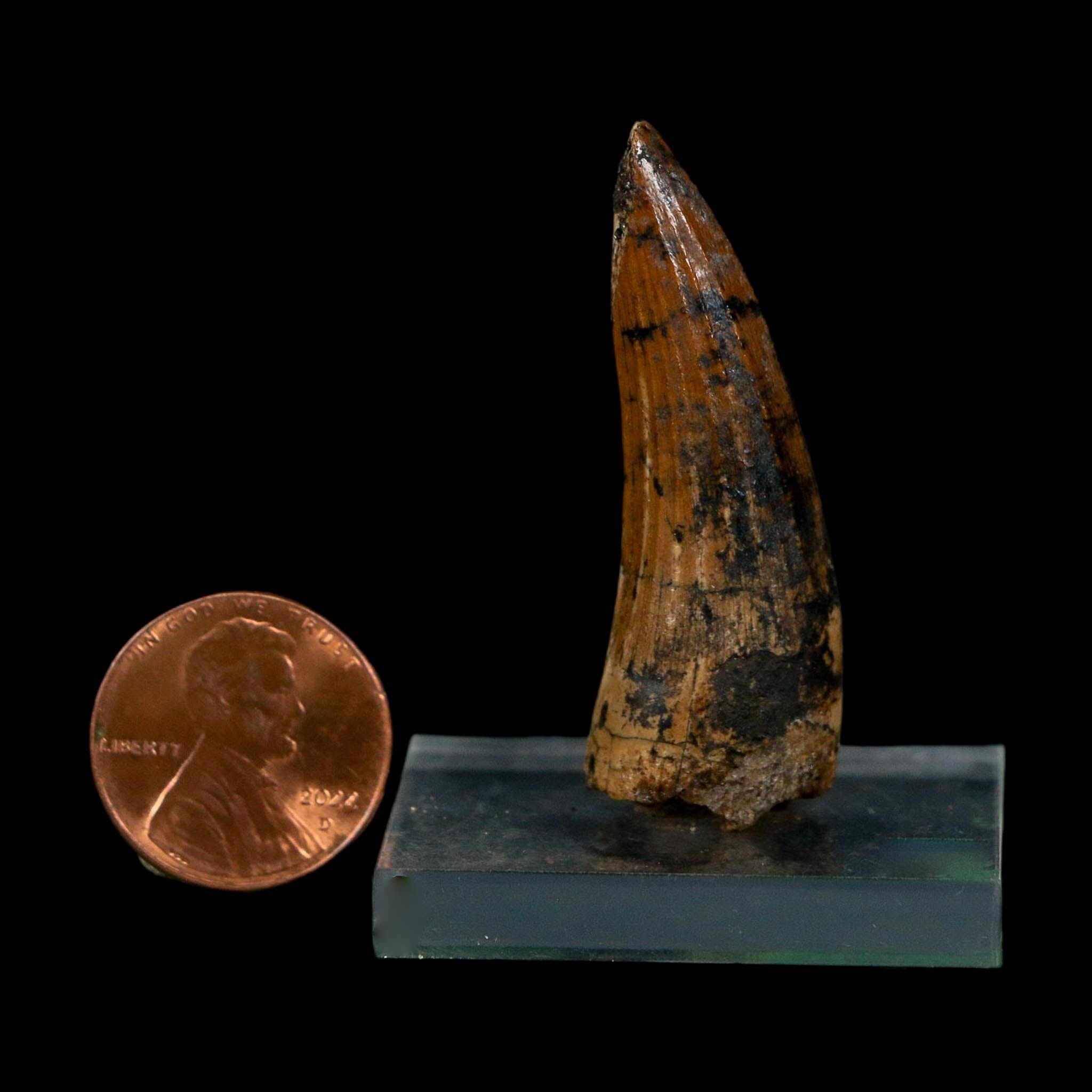1.7" Suchomimus Fossil Tooth Cretaceous Spinosaurid Dinosaur Elraz FM Niger COA