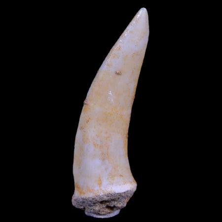XL 2.4" Saber Toothed Herring Fossil Fang Enchodus Libycus Cretaceous COA Stand