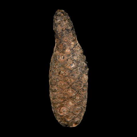 XL 2.4" Fossil Pine Cone Equicalastrobus Replaced By Agate Eocene Age Seeds Fruit - Fossil Age Minerals