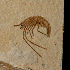 Lebanon Fossil Shrimp