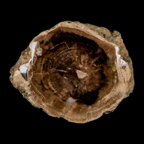 1.4" Fossilized Blue Forest Petrified Wood Limb Branch Eden Wyoming 50 Mil Yrs Old - Fossil Age Minerals