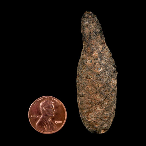 XL 2.4" Fossil Pine Cone Equicalastrobus Replaced By Agate Eocene Age Seeds Fruit - Fossil Age Minerals