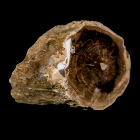 1.4" Fossilized Blue Forest Petrified Wood Limb Branch Eden Wyoming 50 Mil Yrs Old