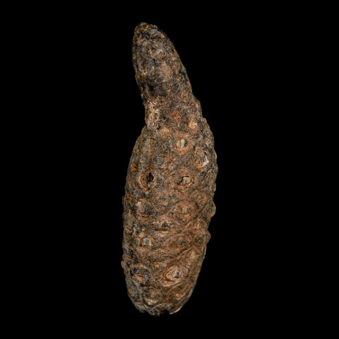 XL 2.4" Fossil Pine Cone Equicalastrobus Replaced By Agate Eocene Age Seeds Fruit - Fossil Age Minerals