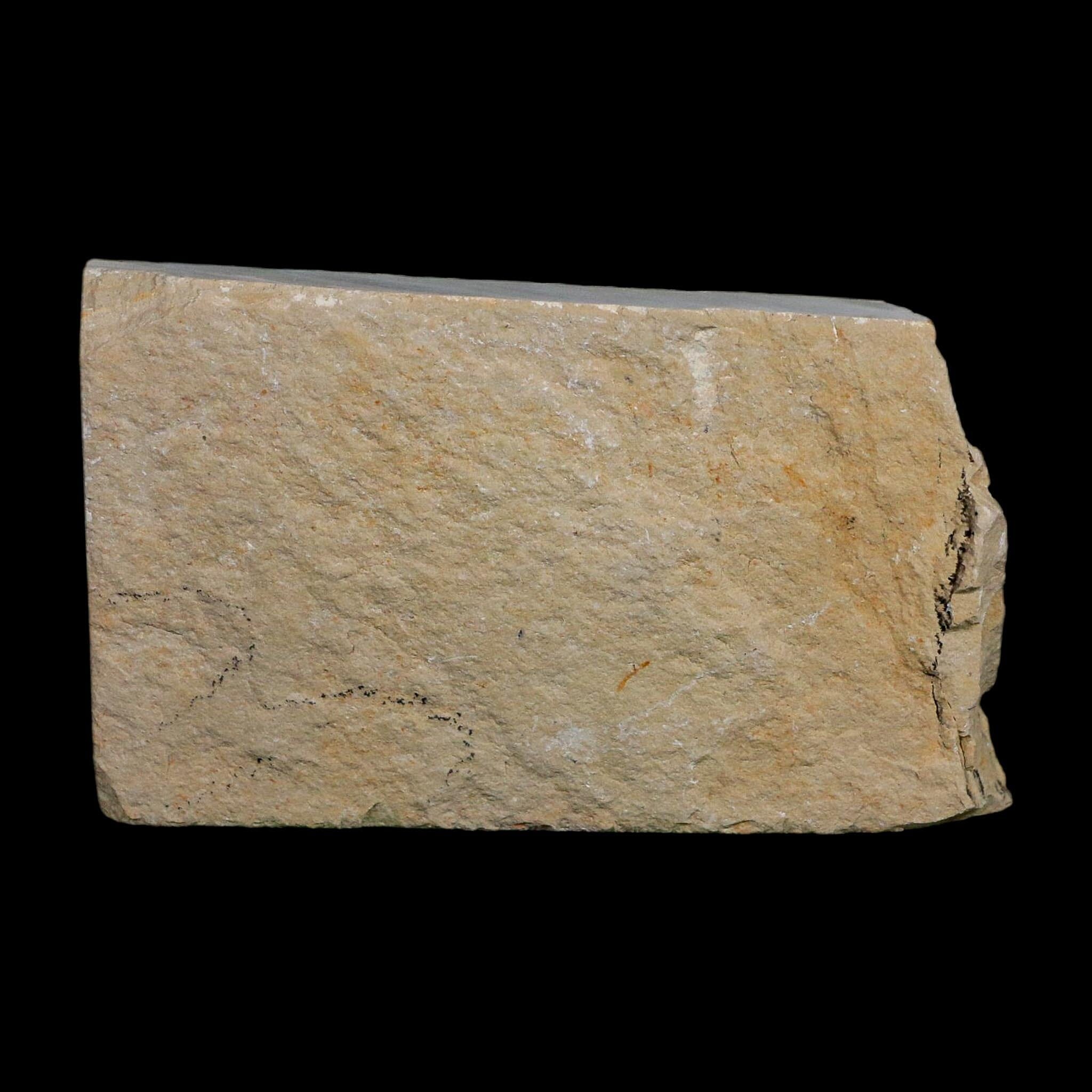 1" Fossil Shrimp Carpopenaeus Cretaceous Age 100 Mil Yrs Old Lebanon COA - Fossil Age Minerals