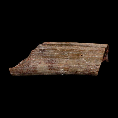 0.6" Dimetrodon Sail Spine Bone Fossil Permian Age Waurika Oklahoma COA, Display