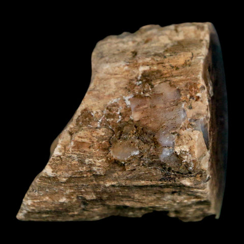 1.4" Fossilized Blue Forest Petrified Wood Limb Branch Eden Wyoming 50 Mil Yrs Old - Fossil Age Minerals