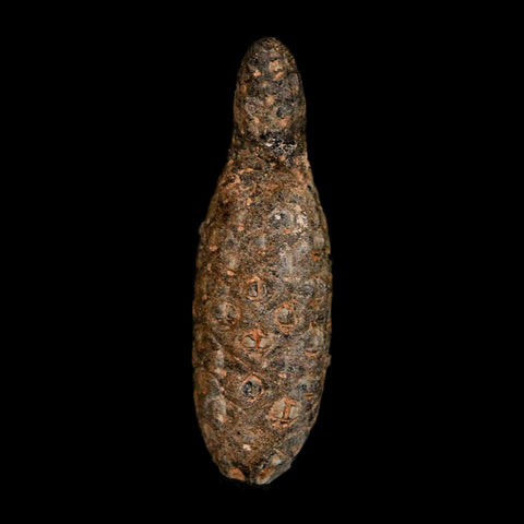 XL 2.4" Fossil Pine Cone Equicalastrobus Replaced By Agate Eocene Age Seeds Fruit - Fossil Age Minerals
