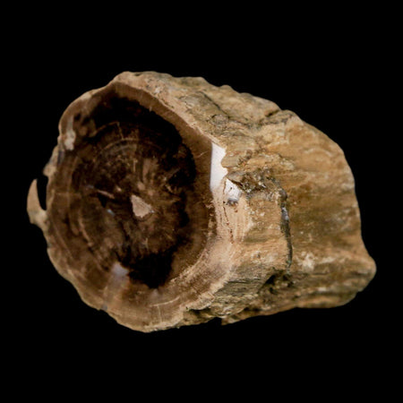 1.4" Fossilized Blue Forest Petrified Wood Limb Branch Eden Wyoming 50 Mil Yrs Old