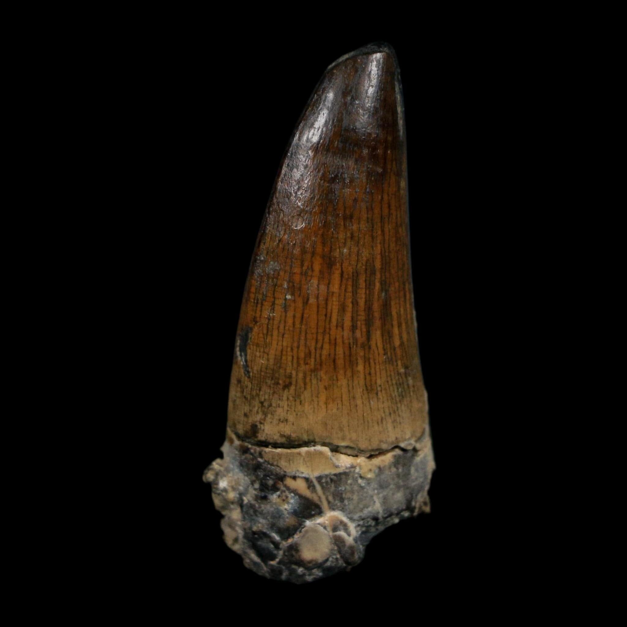 1.7" Suchomimus Fossil Tooth Cretaceous Spinosaurid Dinosaur Elraz FM Niger COA