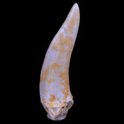 XL 2" Saber Toothed Herring Fossil Fang Enchodus Libycus Cretaceous COA Stand