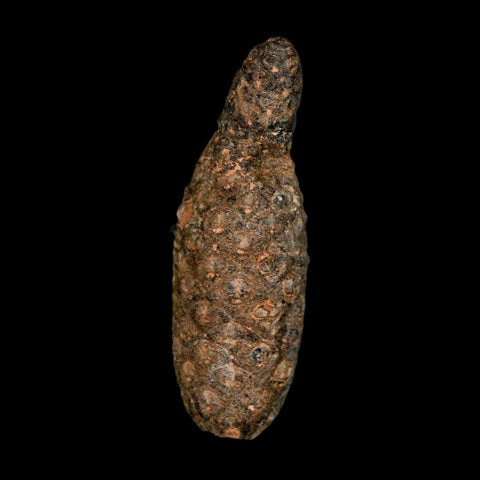 XL 2.4" Fossil Pine Cone Equicalastrobus Replaced By Agate Eocene Age Seeds Fruit - Fossil Age Minerals