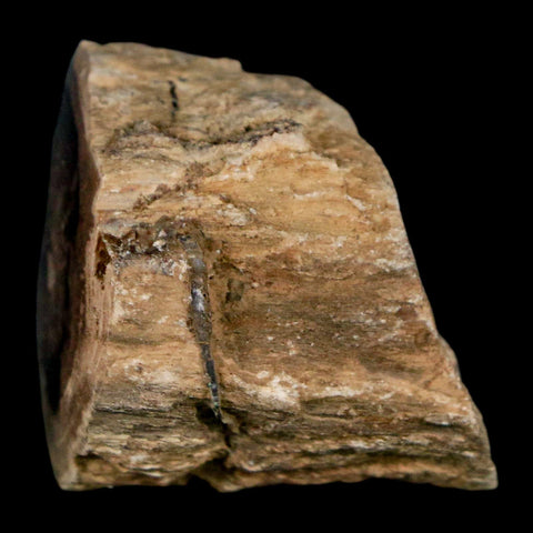 1.4" Fossilized Blue Forest Petrified Wood Limb Branch Eden Wyoming 50 Mil Yrs Old - Fossil Age Minerals