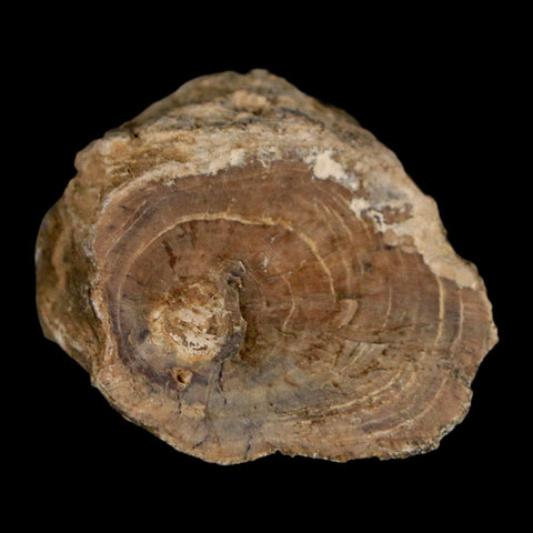 1.4" Fossilized Blue Forest Petrified Wood Limb Branch Eden Wyoming 50 Mil Yrs Old - Fossil Age Minerals