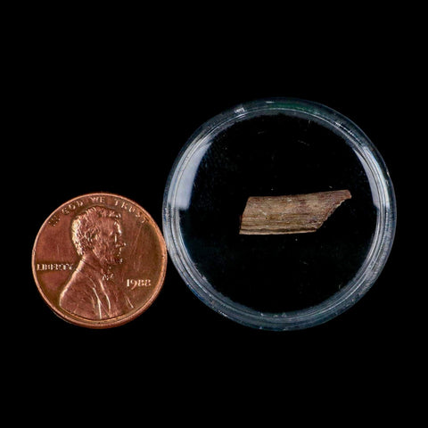 0.6" Dimetrodon Sail Spine Bone Fossil Permian Age Waurika Oklahoma COA, Display