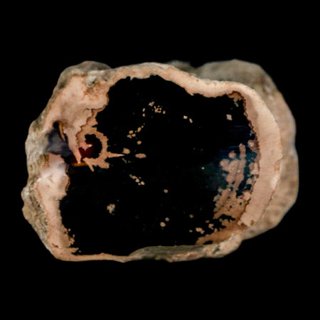 2.1" Fossilized Blue Forest Petrified Wood Limb Branch Eden Wyoming 50 Mil Yrs Old