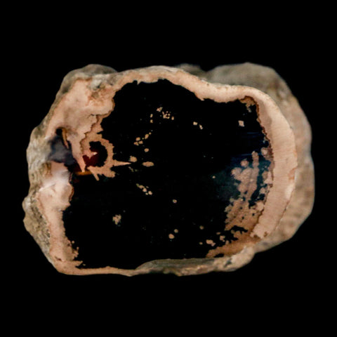 2.1" Fossilized Blue Forest Petrified Wood Limb Branch Eden Wyoming 50 Mil Yrs Old - Fossil Age Minerals