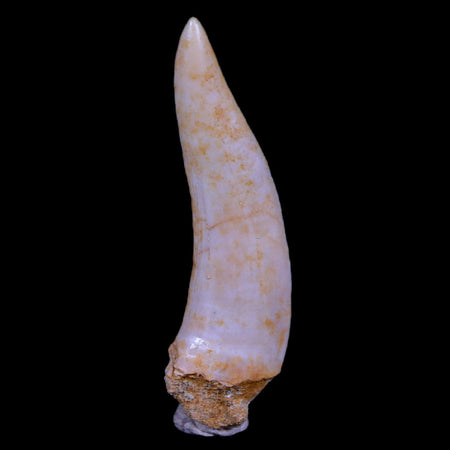 XL 2" Saber Toothed Herring Fossil Fang Enchodus Libycus Cretaceous COA Stand