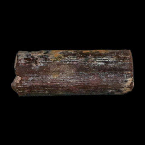 0.5" Dimetrodon Sail Spine Bone Fossil Permian Age Waurika Oklahoma COA, Display