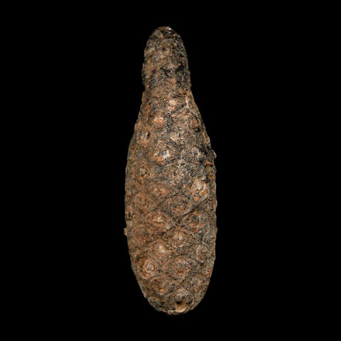 XL 2.4" Fossil Pine Cone Equicalastrobus Replaced By Agate Eocene Age Seeds Fruit - Fossil Age Minerals