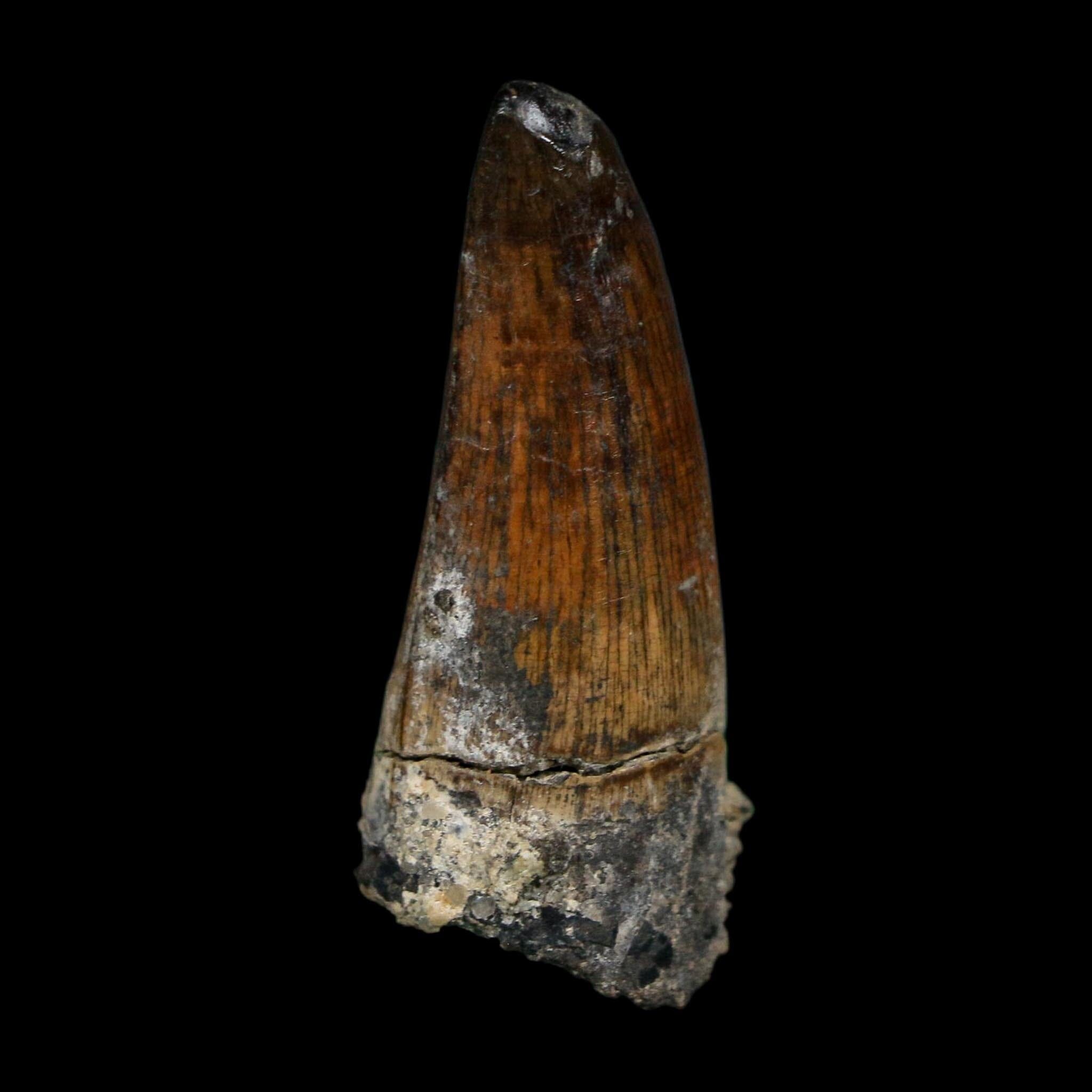 1.7" Suchomimus Fossil Tooth Cretaceous Spinosaurid Dinosaur Elraz FM Niger COA