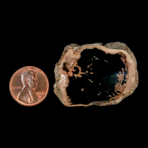 2.1" Fossilized Blue Forest Petrified Wood Limb Branch Eden Wyoming 50 Mil Yrs Old - Fossil Age Minerals