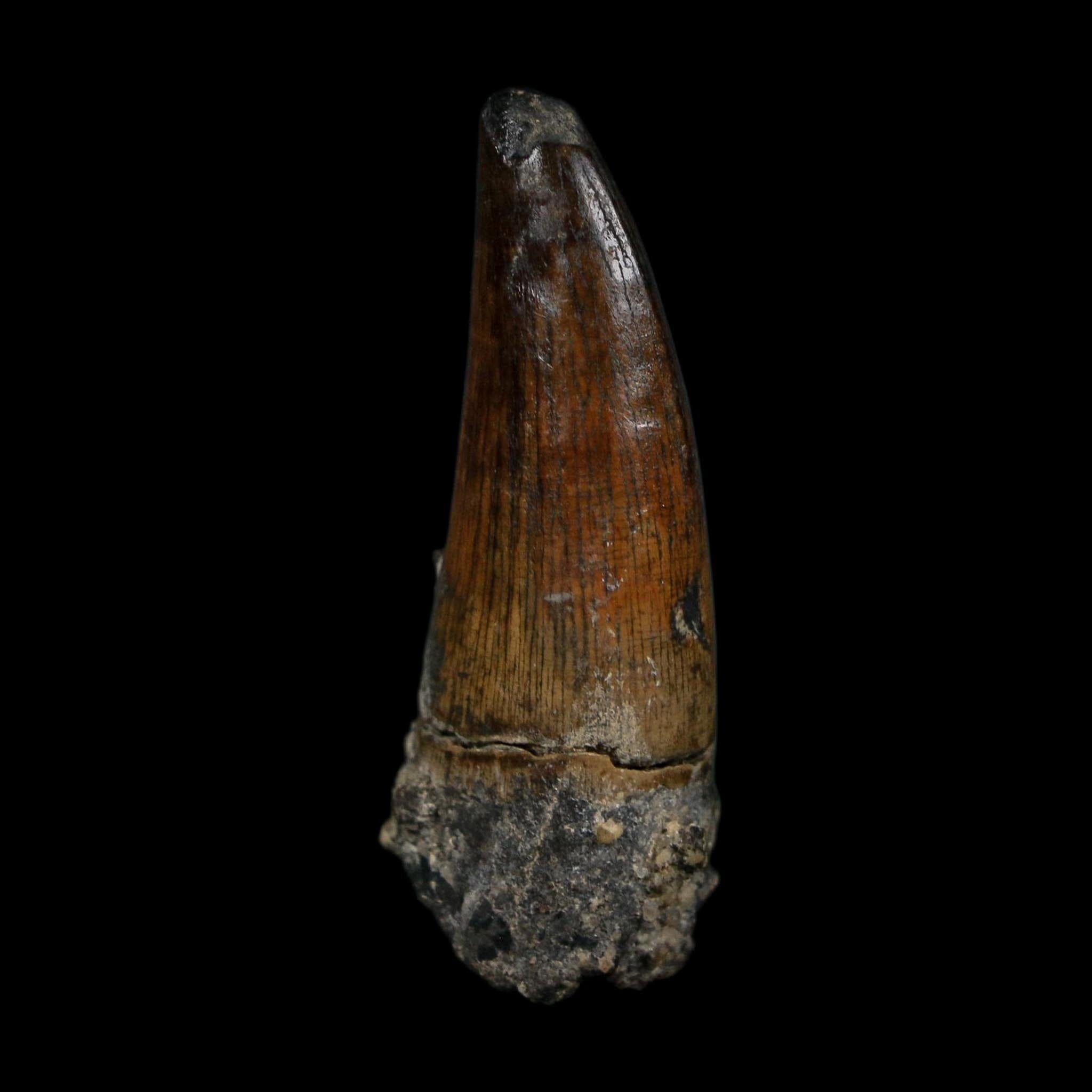1.7" Suchomimus Fossil Tooth Cretaceous Spinosaurid Dinosaur Elraz FM Niger COA