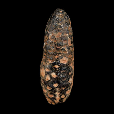 XL 2.2" Fossil Pine Cone Equicalastrobus Replaced By Agate Eocene Age Seeds Fruit