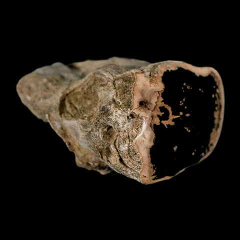 2.1" Fossilized Blue Forest Petrified Wood Limb Branch Eden Wyoming 50 Mil Yrs Old - Fossil Age Minerals