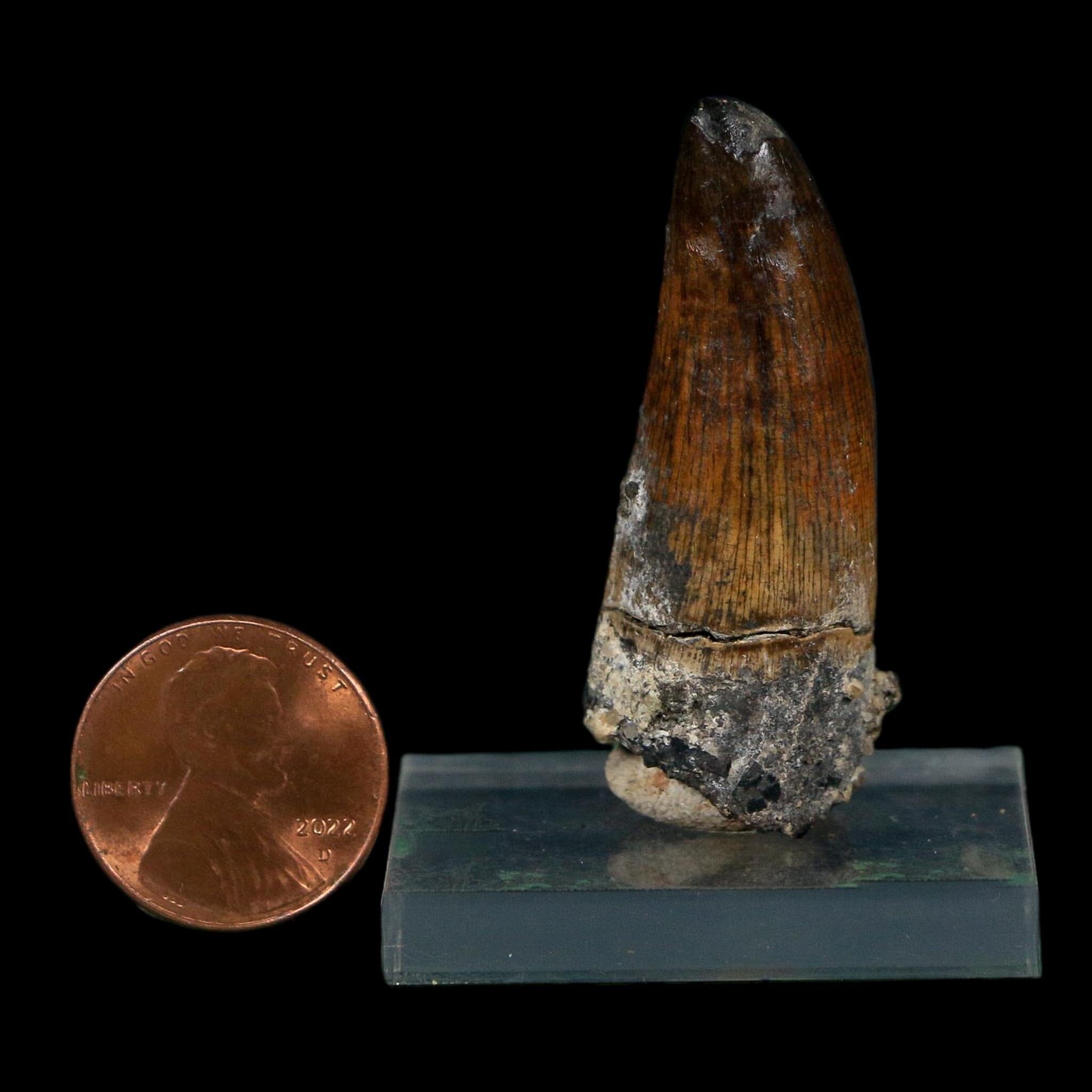1.7" Suchomimus Fossil Tooth Cretaceous Spinosaurid Dinosaur Elraz FM Niger COA
