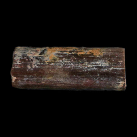 0.5" Dimetrodon Sail Spine Bone Fossil Permian Age Waurika Oklahoma COA, Display