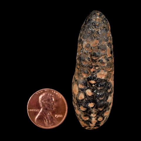 XL 2.2" Fossil Pine Cone Equicalastrobus Replaced By Agate Eocene Age Seeds Fruit - Fossil Age Minerals