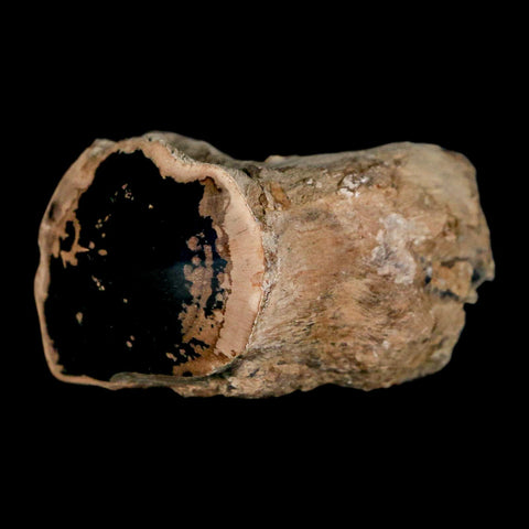 2.1" Fossilized Blue Forest Petrified Wood Limb Branch Eden Wyoming 50 Mil Yrs Old - Fossil Age Minerals