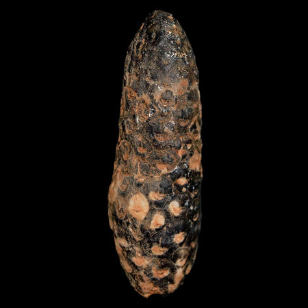 XL 2.2" Fossil Pine Cone Equicalastrobus Replaced By Agate Eocene Age Seeds Fruit