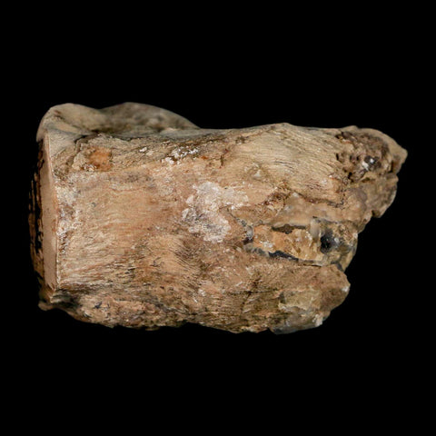 2.1" Fossilized Blue Forest Petrified Wood Limb Branch Eden Wyoming 50 Mil Yrs Old - Fossil Age Minerals