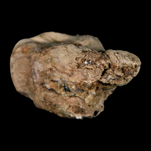 2.1" Fossilized Blue Forest Petrified Wood Limb Branch Eden Wyoming 50 Mil Yrs Old - Fossil Age Minerals
