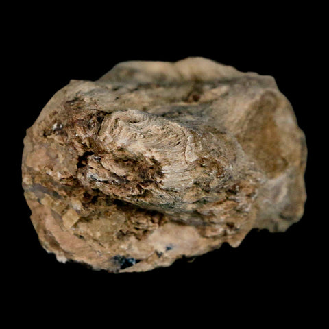 2.1" Fossilized Blue Forest Petrified Wood Limb Branch Eden Wyoming 50 Mil Yrs Old - Fossil Age Minerals