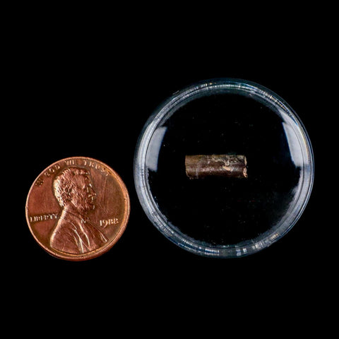 0.5" Dimetrodon Sail Spine Bone Fossil Permian Age Waurika Oklahoma COA, Display