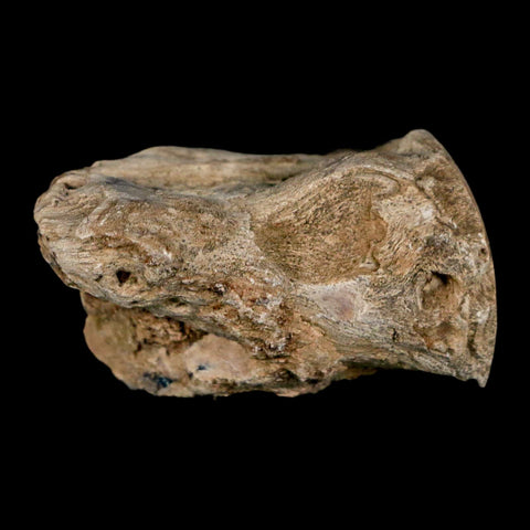2.1" Fossilized Blue Forest Petrified Wood Limb Branch Eden Wyoming 50 Mil Yrs Old - Fossil Age Minerals
