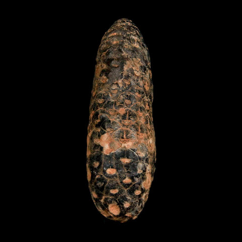 XL 2.2" Fossil Pine Cone Equicalastrobus Replaced By Agate Eocene Age Seeds Fruit - Fossil Age Minerals