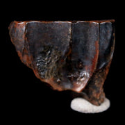 XL 0.6" Triceratops Fossil Tooth Hell Creek FM Cretaceous Dinosaur MT COA & Display