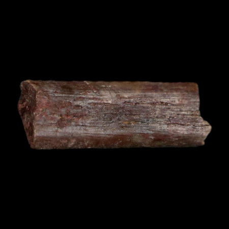 0.4" Dimetrodon Sail Spine Bone Fossil Permian Age Waurika Oklahoma COA, Display