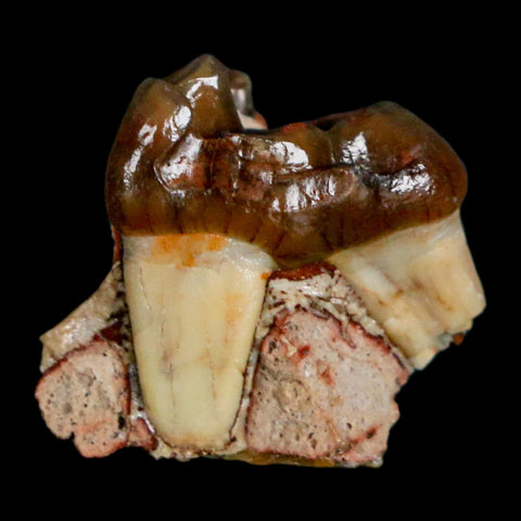 0.7" Mesohippus Fossil Tooth Three Toed Horse Oligocene Age SD Badlands COA - Fossil Age Minerals
