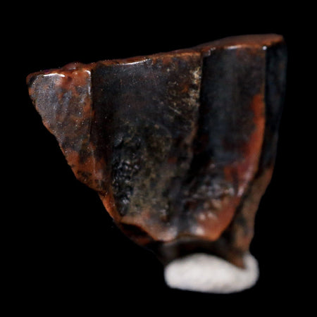 XL 0.6" Triceratops Fossil Tooth Hell Creek FM Cretaceous Dinosaur MT COA & Display