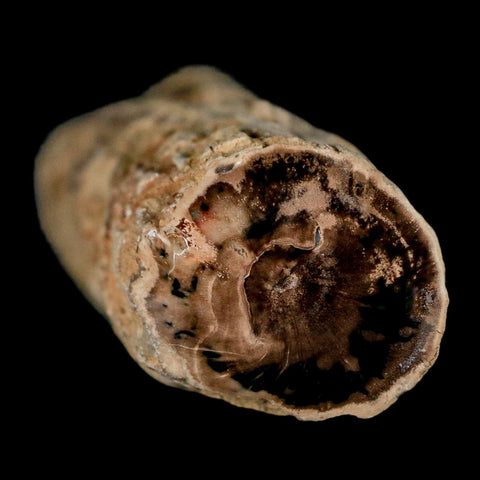 3.2" Fossilized Blue Forest Petrified Wood Limb Branch Eden Wyoming 50 Mil Yrs Old - Fossil Age Minerals