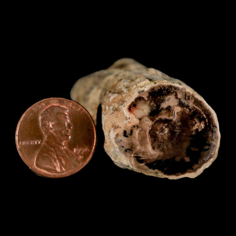 3.2" Fossilized Blue Forest Petrified Wood Limb Branch Eden Wyoming 50 Mil Yrs Old - Fossil Age Minerals